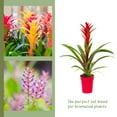 Bromeliad Plant Potting Soil Mix (4 Quarts), Container Gardening