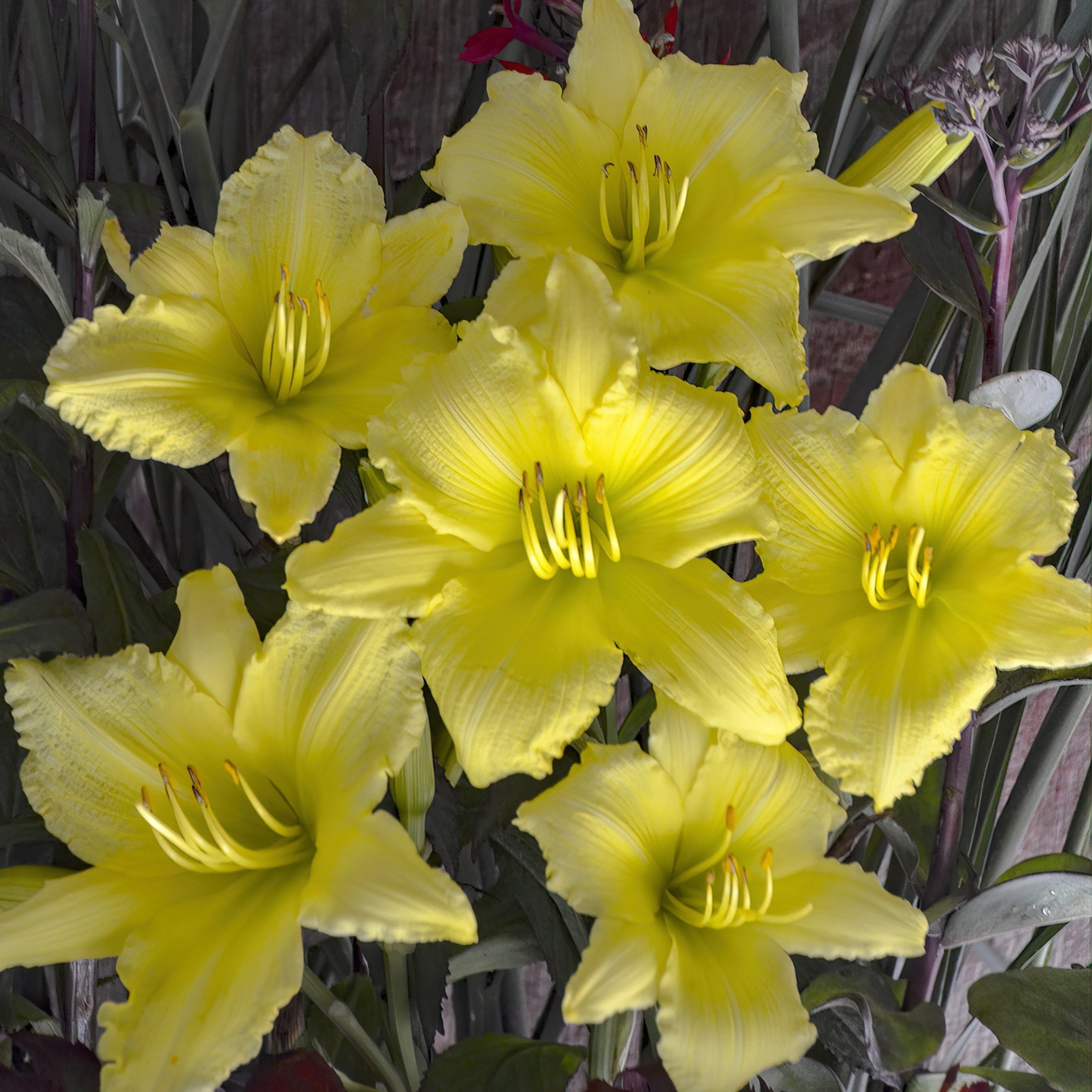 National Plant Network 1 gal. Daylily Big Time Happy Perennial Plant (4-Pack)