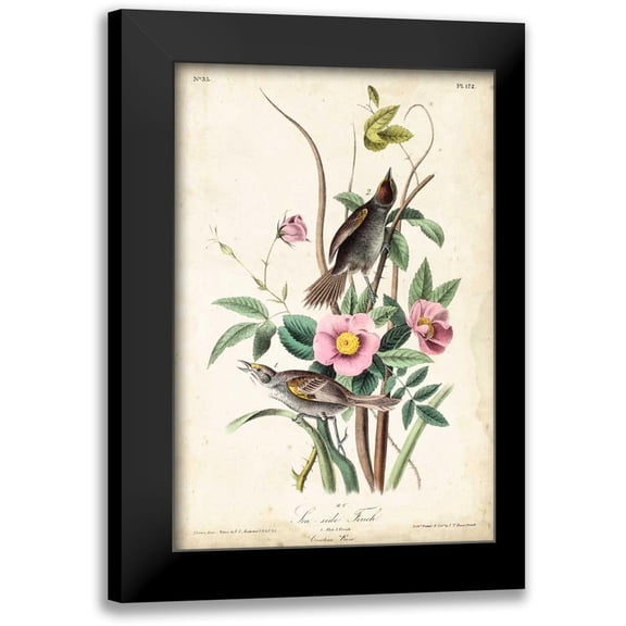 John James Audubon 11x14 Black Modern Framed Museum Art Print Titled - Seaside Finch
