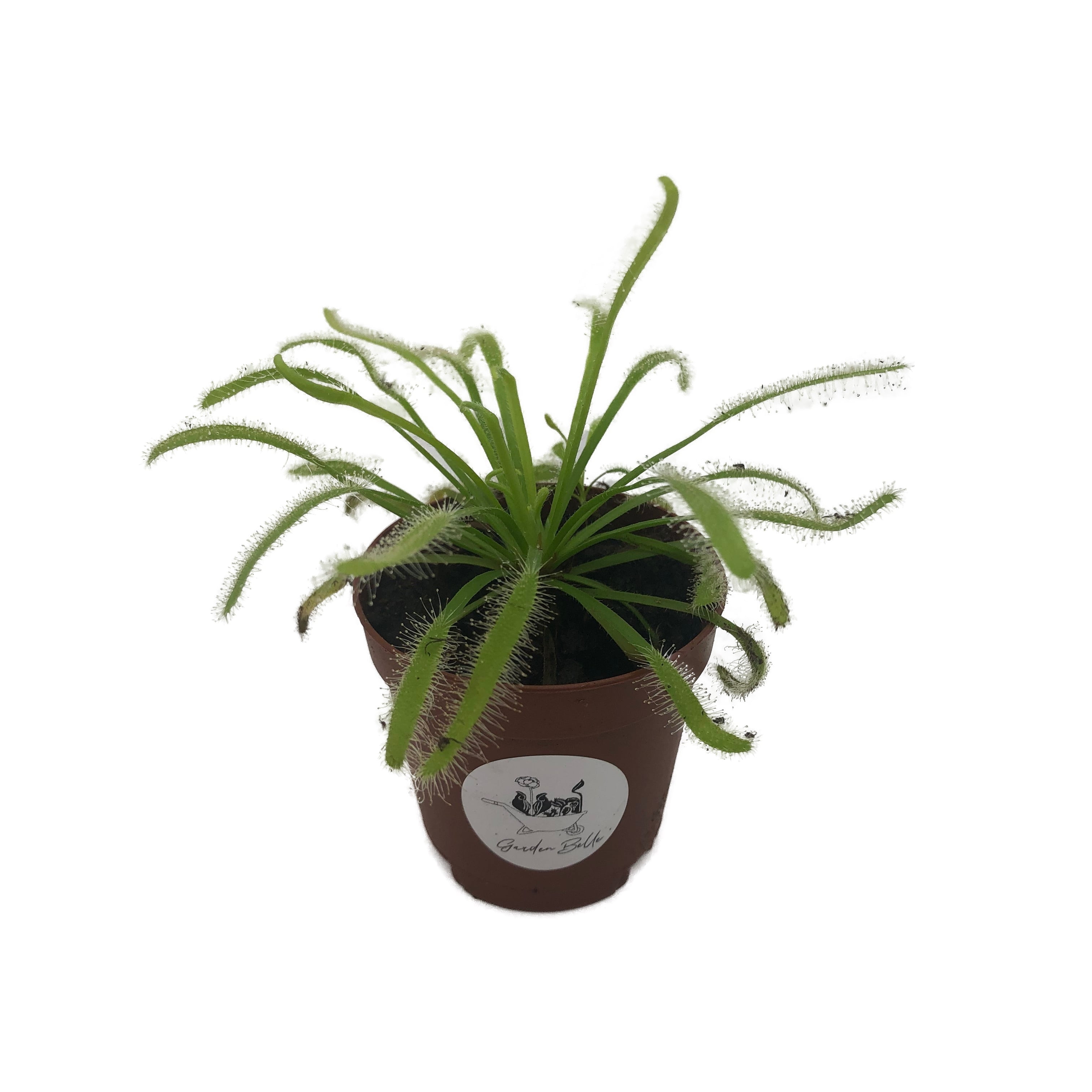 Live Cape Sundew Drosera Capensis Carnivorous Plant In 2 Pot Walmart Com