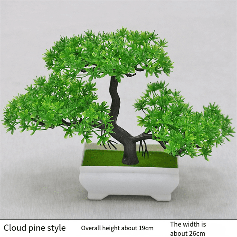 burkea africana bonsai Bucephalandra on Bonsai Tree for Aquascapes — Buce Plant main image 1