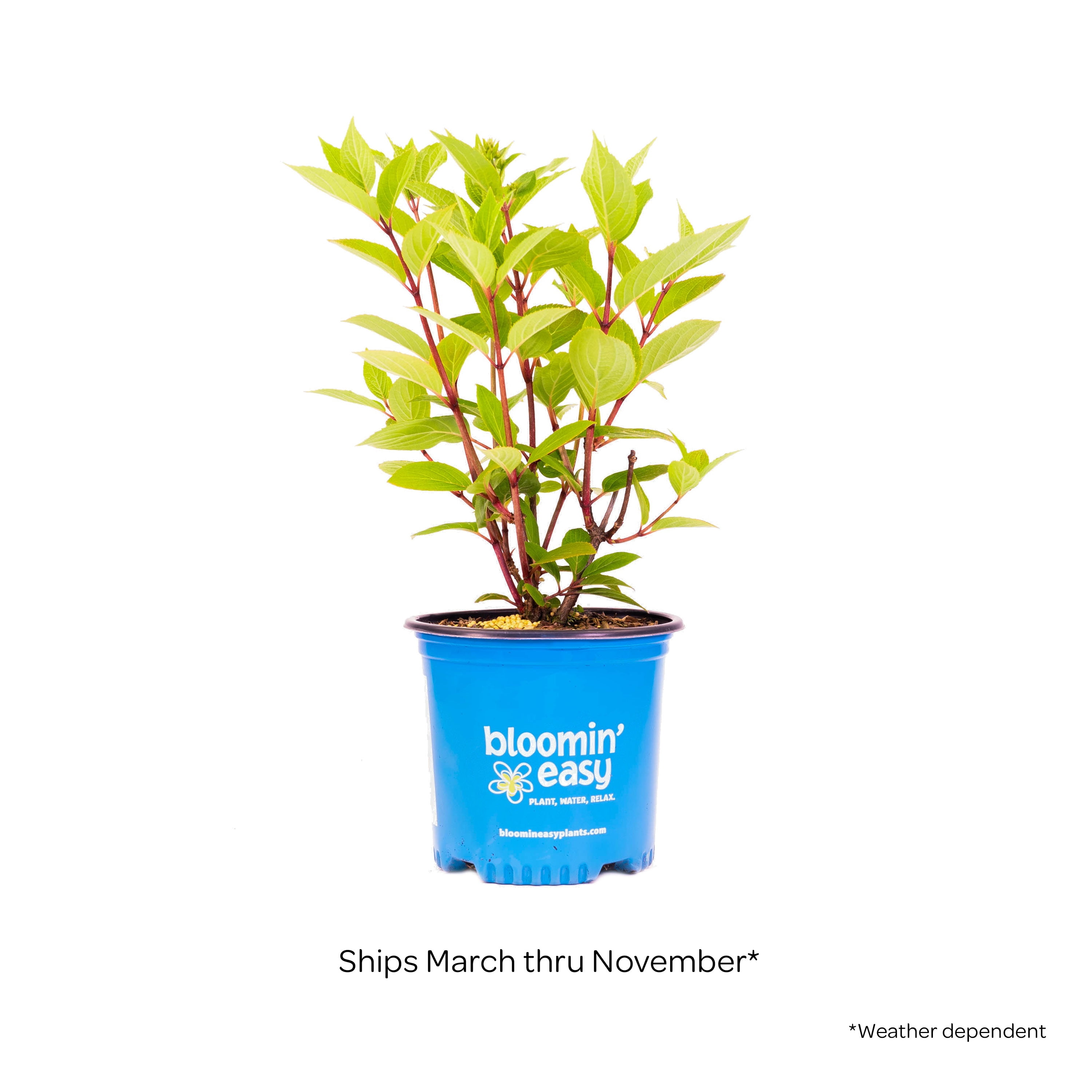 1 gal. Torch Hardy Hydrangea (Paniculata) Live Shrub, Creamy White-Pink Flowers