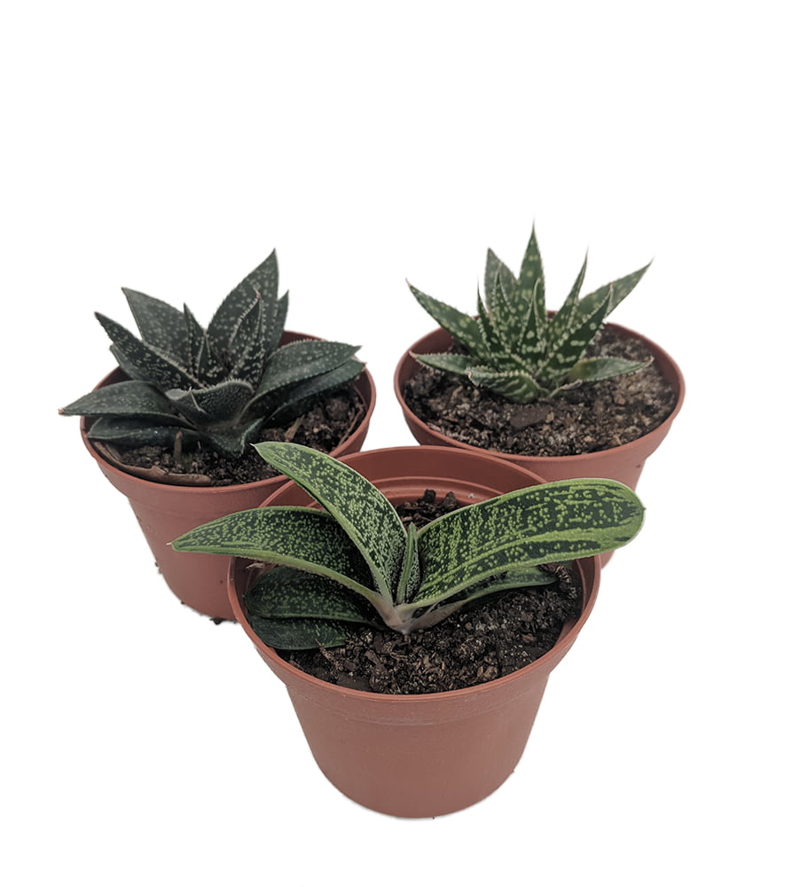Gasteria bicolor 10 seeds LAWYER’S TONGUE 