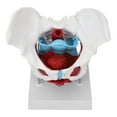 thumbnail image 1 of Female Pelvis Anatomy Model, Colored Female Pelvis Model Clear Structure High Simulation  for Auxiliary Teaching for Explanation, 1 of 8