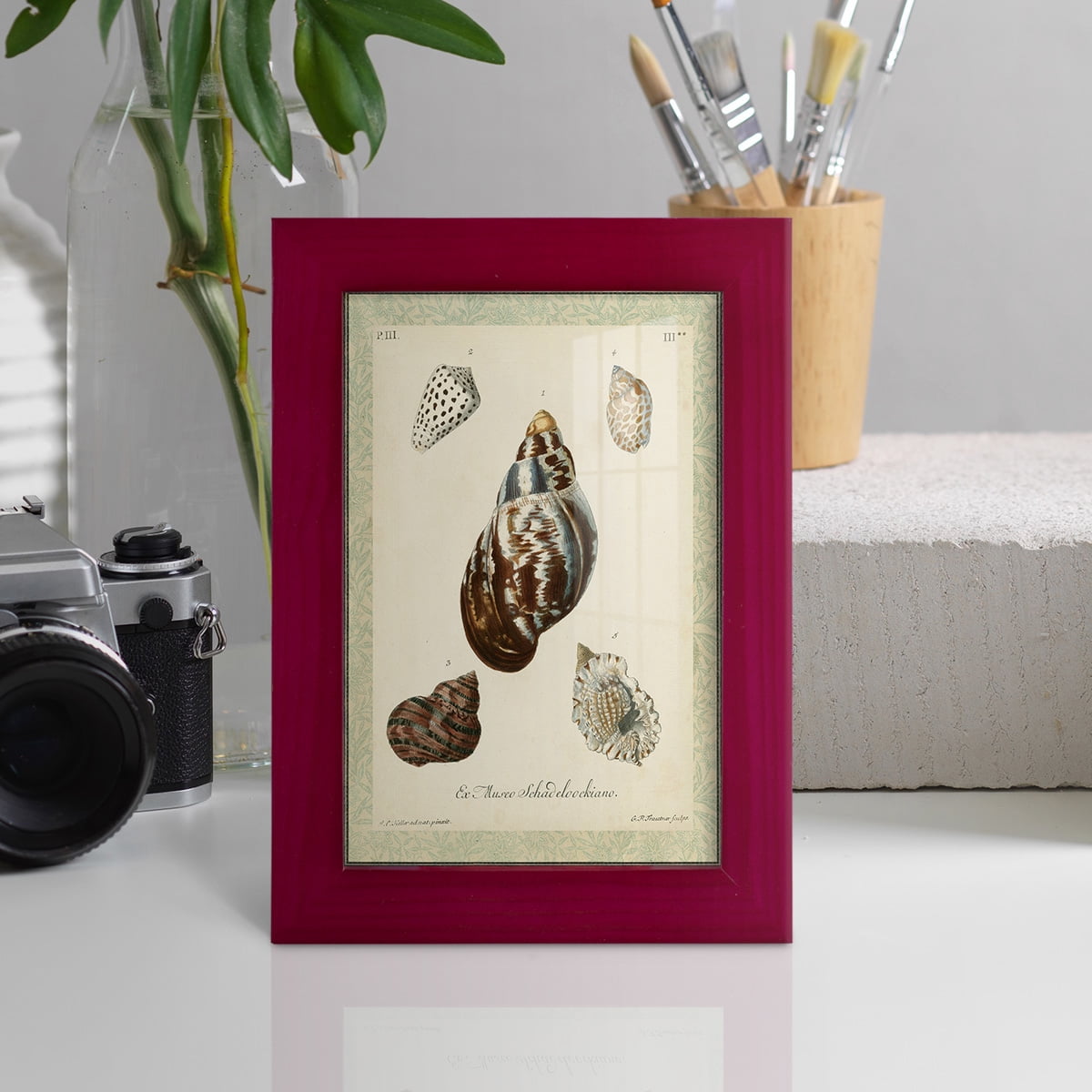 Bookplate Shells VII - Framed Print w/glass - Cherry Red