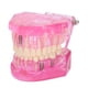 thumbnail image 2 of Modelo de dentadura postiza, modelo de dientes adultos transparentes, modelo de enseñanza de dientes, modelo dental, diseño de próxima generación, 2 of 8