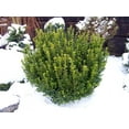 thumbnail image 3 of Wee Willie Boxwood - Buxus - Very Dwarf - Indoors/Out - Quart Pot, 3 of 3