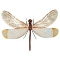 thumbnail image 1 of Eco Style Home esh118 Dragonfly Wall Decor  White &amp; Brown, 1 of 1