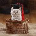 thumbnail image 4 of MasteelfCA 2Pcs Graduation Pet Costume Set with Pet Graduation and Graduation Hat, 4 of 9