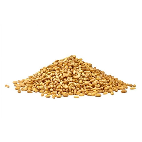 CZ Grain 500 Wheat Cover Crop Plant Seeds, Non-GMO