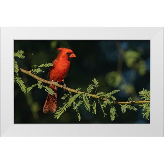 Archer, Ken 14x10 White Modern Wood Framed Museum Art Print Titled - Northern cardinal
