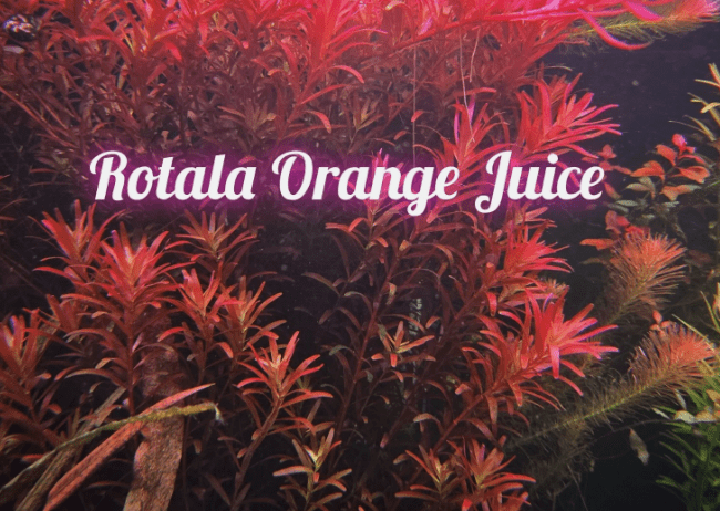 Rotala Orange Juice - Live Aquatic Freshwater Plant - Stem Pack :5
