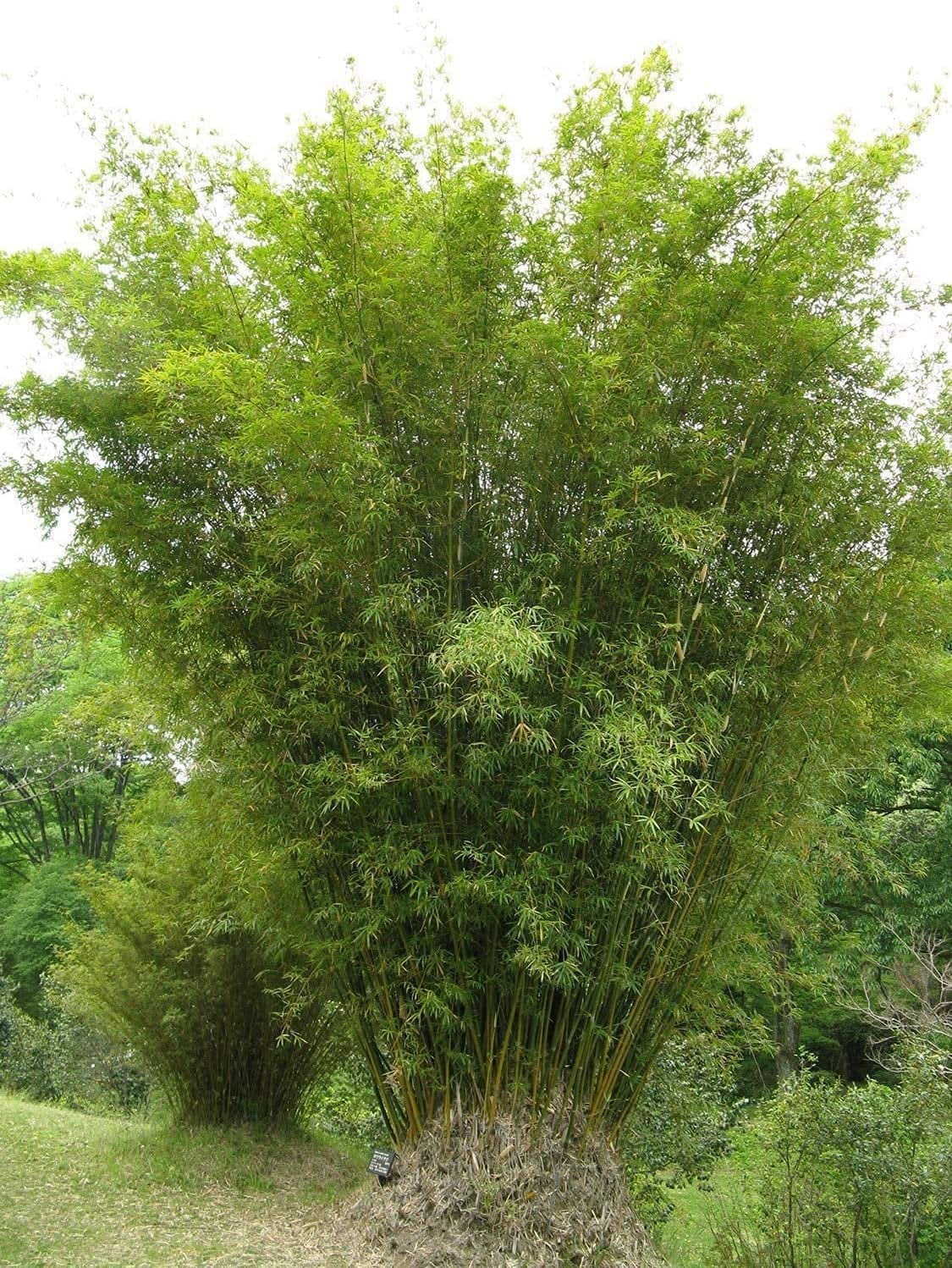 Golden Hedge Bamboo  3 Extra Large 3 Gallon Plants  Bambusa Multiplex  Clumping Non-Invasive Screening Live Bamboo