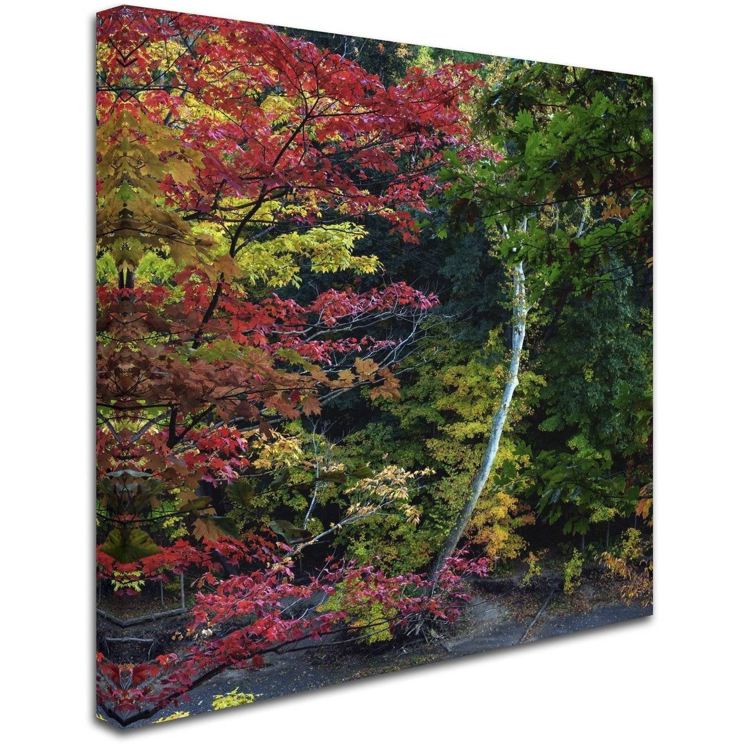 Trademark Fine Art "All the Colors of October in Ohio" Canvas Art by Kurt Shaffer
