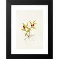 thumbnail image 2 of Mary Vaux Walcott 18x24 Black Modern Framed Museum Art Print Titled - Kruhsea (Fruit). (Kruhsea Streptopoides) (1925), 2 of 5