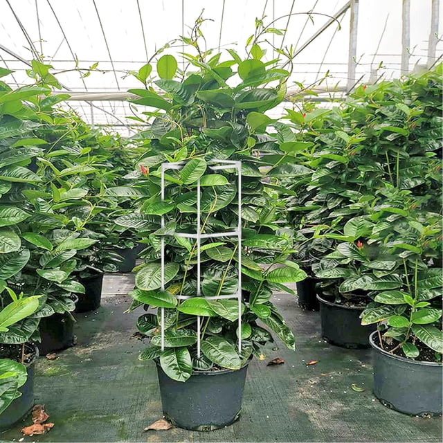 Jaulas para jardín Cola con 24 estacas de enrejado 12 conectores 3 clips de hasta 40cm jaula de tomate