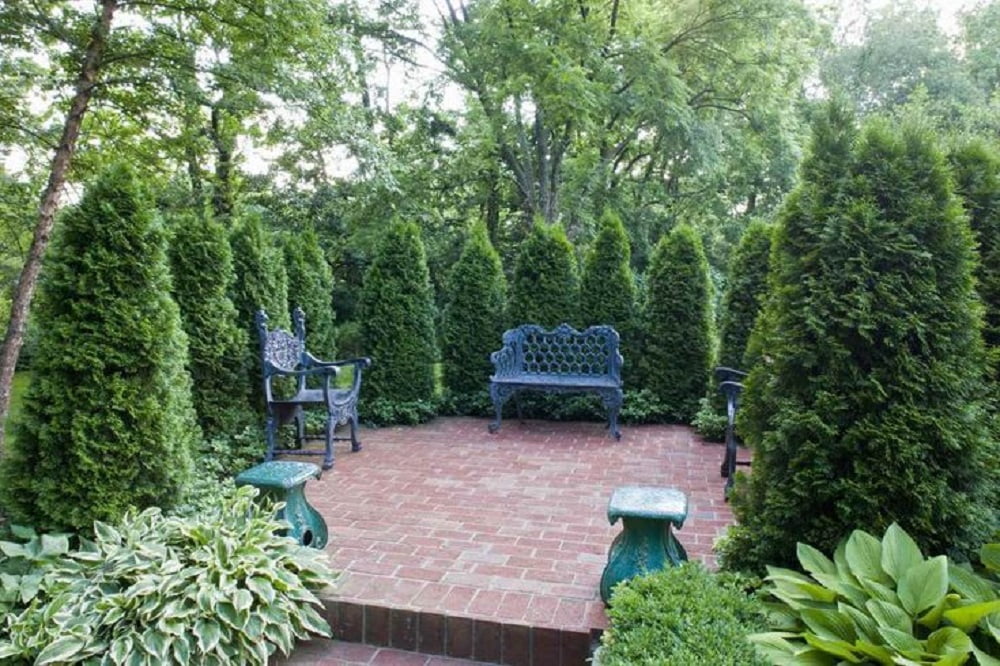 Thuja Smaragd Emerald Green Arborvitae Evergreen Live Shrub in 7-Gallon Grower Pot