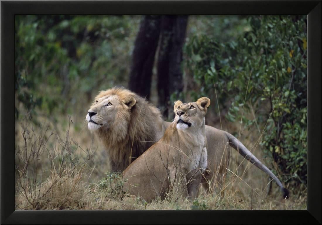 Lion And Lioness Watching Birds Framed Print Wall Art By Momatiuk Lion And Lioness Watching Birds Framed Print Wall Art By Momatiuk Eastcott Com