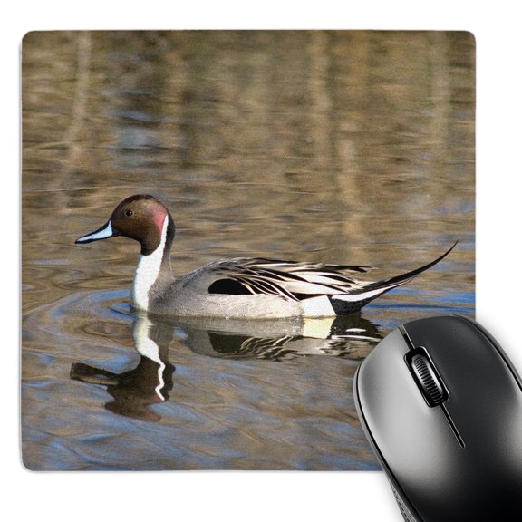 3dRose, A male pintail duck glides on a pond in a wetland marsh., MousePad