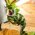 thumbnail image 2 of 3pcs Bearded Dragon Tank Decor Reptile Tree Branch Suction Cup Type Wood Branch Lizard Climbing Toy, 2 of 8