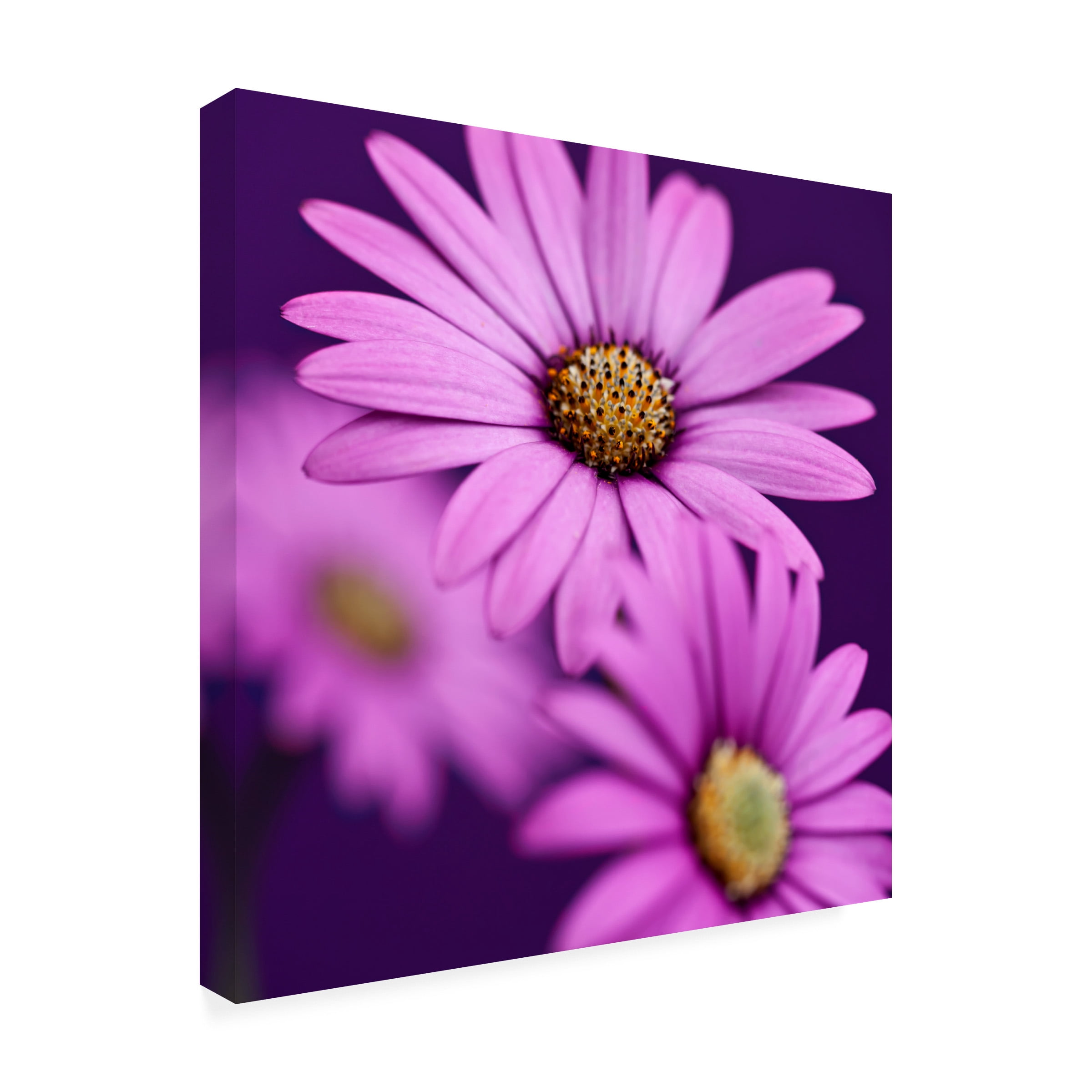 Symposium Design 'Plum Daises III' Canvas Art