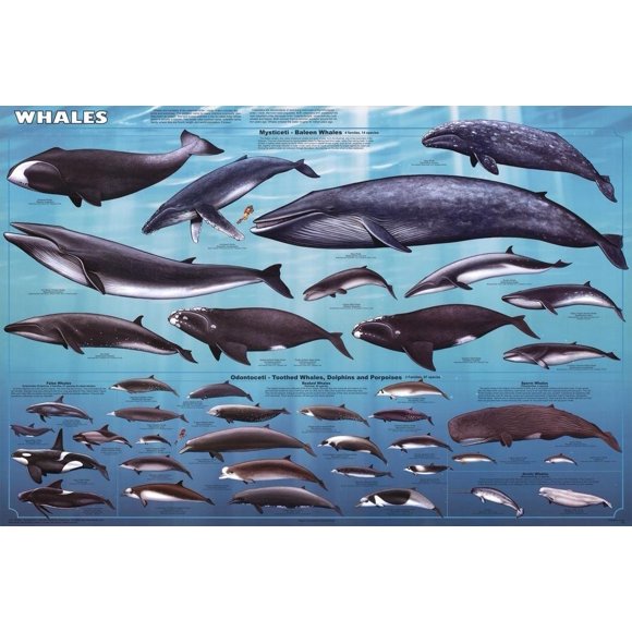 Affiche Imprimée Éducative Baleines en Peluche Mammifères Océan pour Salle de Classe 24x36