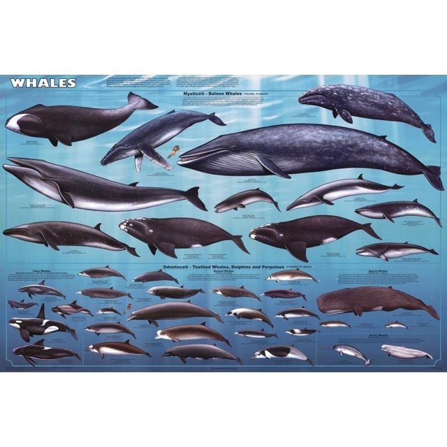 Laminated Whales Educational Chart Mammals Ocean Classroom Print Poster 24x36