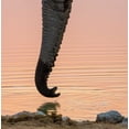 thumbnail image 2 of Kaveney, Wendy 15x15 White Modern Wood Framed Museum Art Print Titled - Namibia, Etosha NP Drinking elephant at sunset, 2 of 4