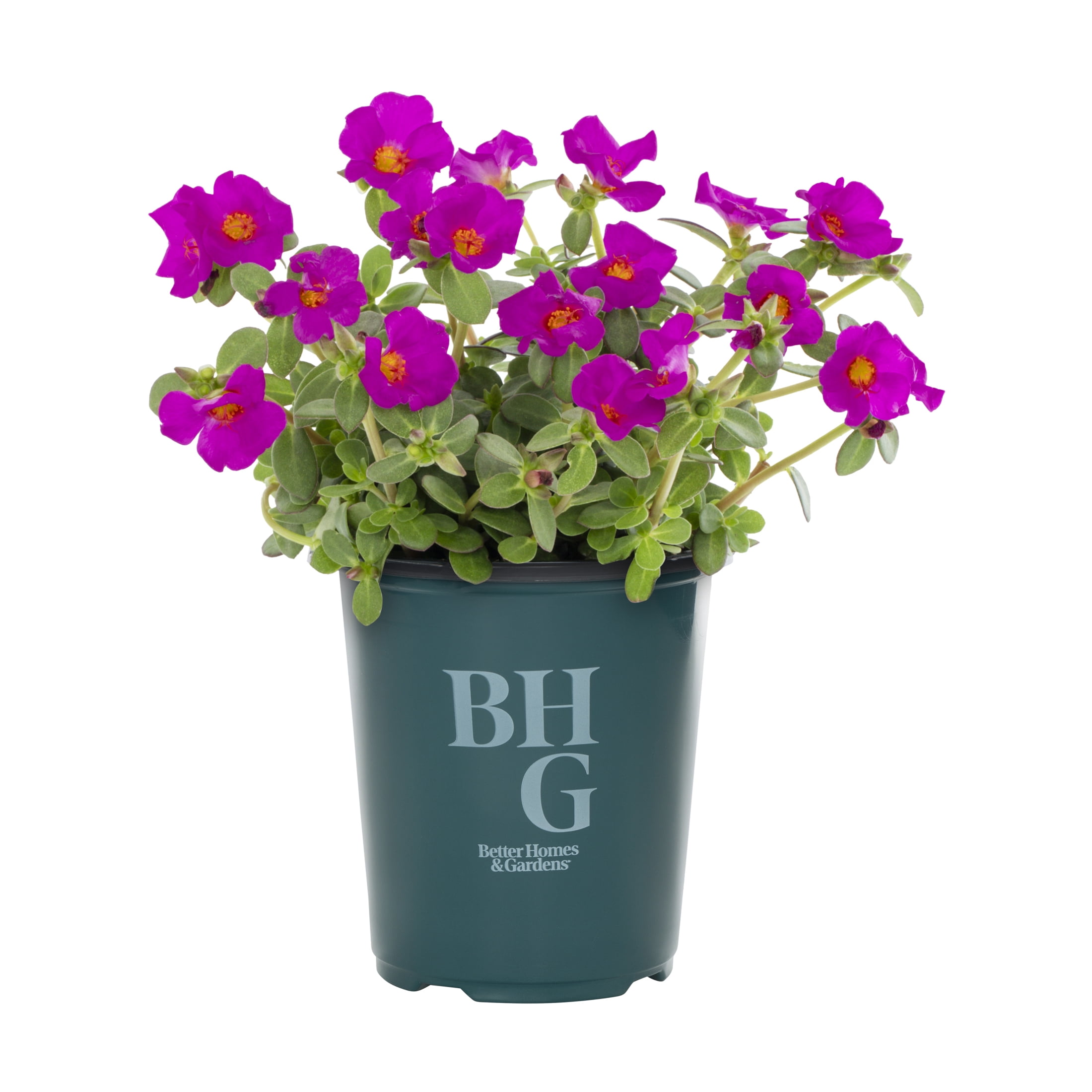 Better Homes & Gardens Purple Purslane Live Annual Plant, Sun, 5-Pack, 1.5PT