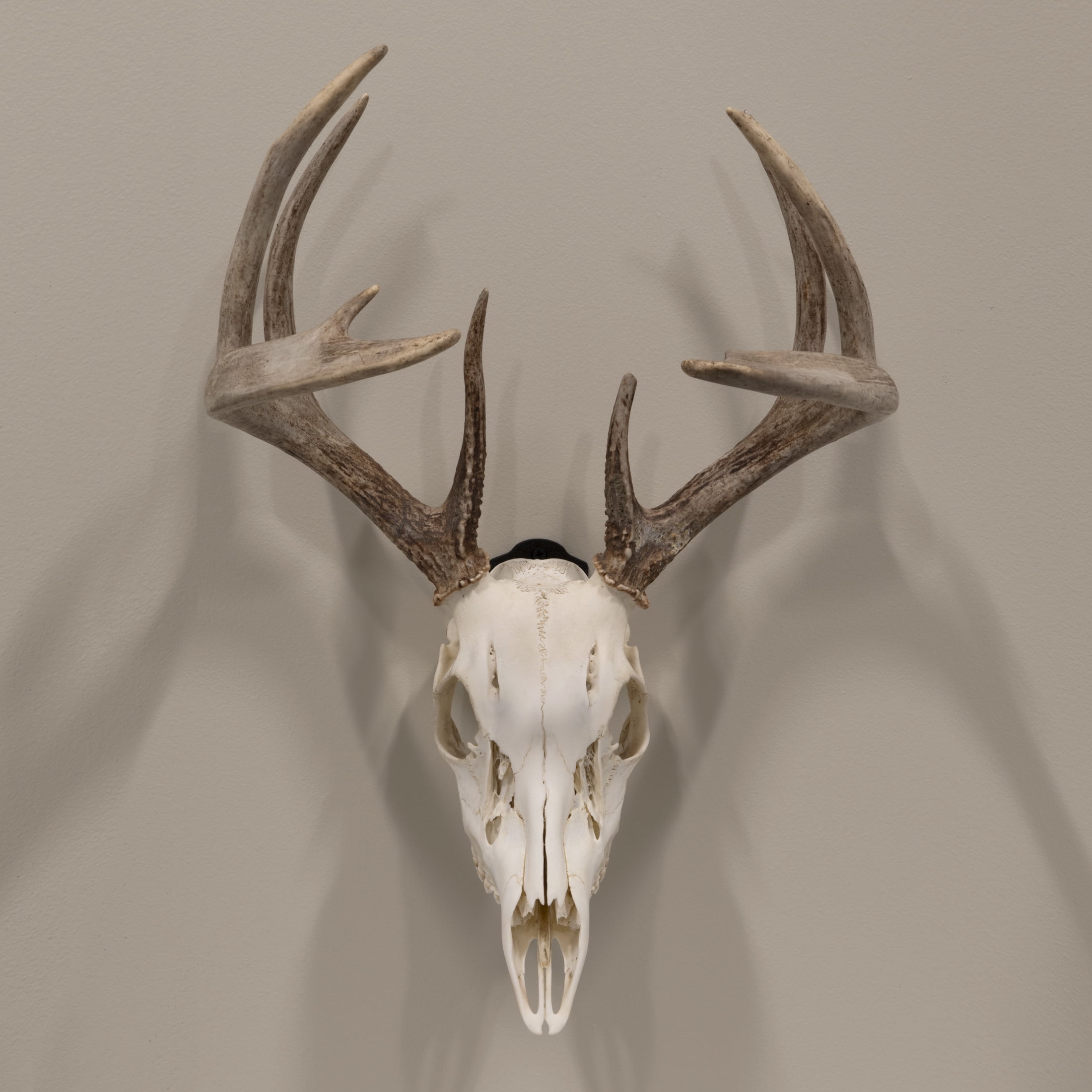 Allen Company Ez Mount European Deer Skull Wall Display - Skull Peg Hooks 3-Pack - For Whitetail & Mule Deer - Easy Install - Durable Steel Construction - Black