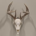 thumbnail image 2 of Allen Company Ez Mount European Deer Skull Wall Display - Skull Peg Hooks 3-Pack - For Whitetail & Mule Deer - Easy Install - Durable Steel Construction - Black, 2 of 7