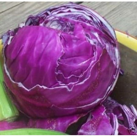 Cabbage Red Acre Great Heirloom Vegetable 3,000