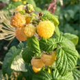 thumbnail image 5 of 2 Raspberry Plants Live For Planting, Raspberry Bush Live Plants, Size 5-8 Inch Tall, Sweet Raspberry Trees, Well-Rooted (Fall Gold Raspberry), 5 of 6
