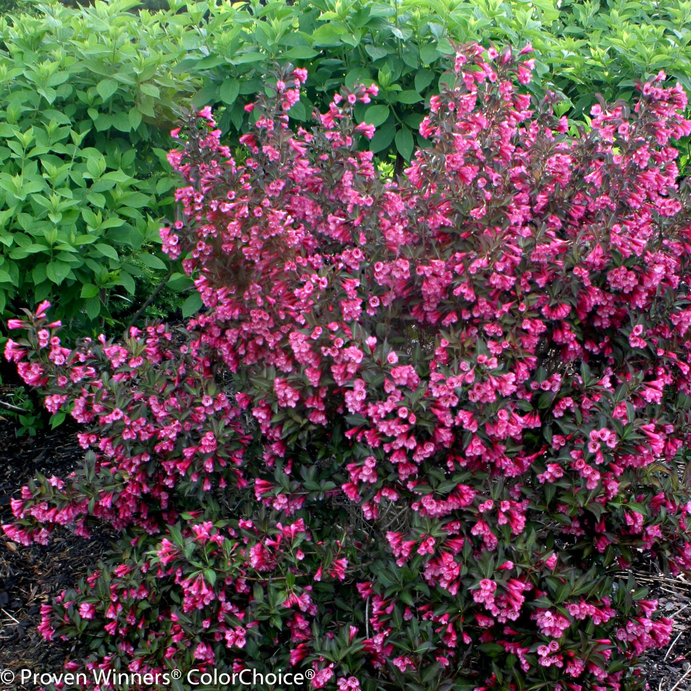 Proven Winners ColorChoice 5" Pink Wine & Roses Weigela Live Plant in 4.5" Pot (4 Count)