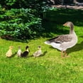 thumbnail image 2 of 2Set Lifelike Sturdy Premium Yard Duck Stake Decor for Outdoor Use, 2 of 12