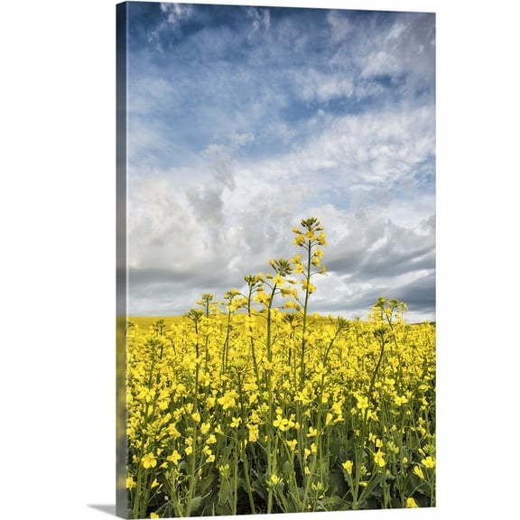 Great BIG Canvas | "Yellow Canola Fields in the Palouse, Washington" Canvas Wall Art - 16x24