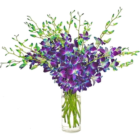 20 Stems Blue Dendrobium with Vase