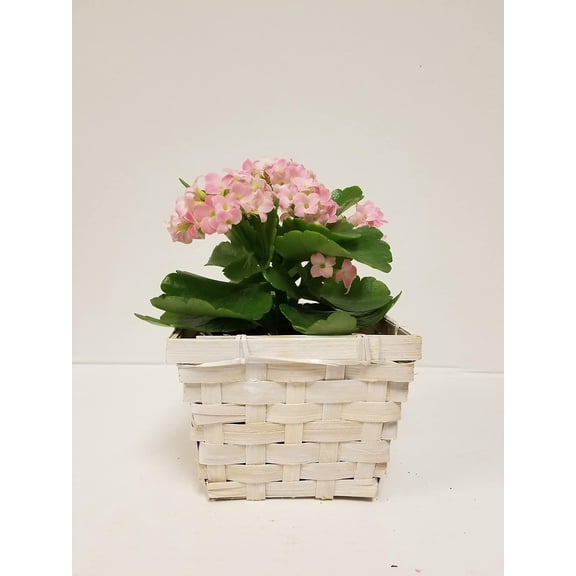 Live 4" White Kalanchoe in 4" White Wicker Gift Basket
