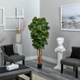 thumbnail image 5 of 6’ Fiddle Leaf Fig Tree, 5 of 13