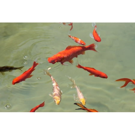 Canvas Print Pond Fish Water Goldfish Swim Stretched Canvas 10 x