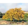 thumbnail image 2 of 10 Thornless HONEYLOCUST Gleditsia Triacanthos Inermis Imperial Honey Locust Golden Yellow Tree Seeds, 2 of 3