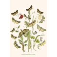 thumbnail image 1 of European Butterflies & Moths (Plate 105)-Fine Art Canvas Print (20" x 30"), 1 of 1