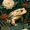 Burgas, variant on Japandi Matsumoto Shoji Frog Canvas Print, Wabi Sabi Minimal Japanese Eclectic Nature Wall Decor
