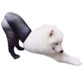 thumbnail image 1 of Pet Fishnet Stockings Funny: Elastic Dog Fishnet Pantyhose Pet Costume Accessory, 1 of 7