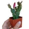 thumbnail image 2 of Christmas Cactus Thanksgiving Cactus, Winter Bloom Holiday Cactus - 2 inch, 2 of 5