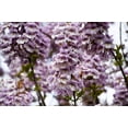 thumbnail image 2 of 400 Royal PAULOWNIA EMPRESS TREE Tomentosa Flower Seeds, 2 of 9