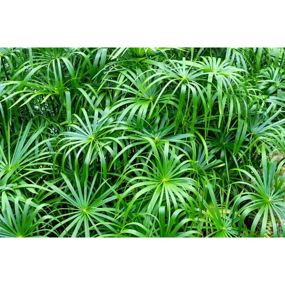 50 UMBRELLA PALM TREE Cyperus Involucratus Papayrus Sedge Seeds