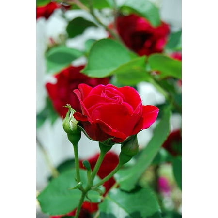 Climbing Blaze Rose - Scarlet-Red Double Flowers - 4