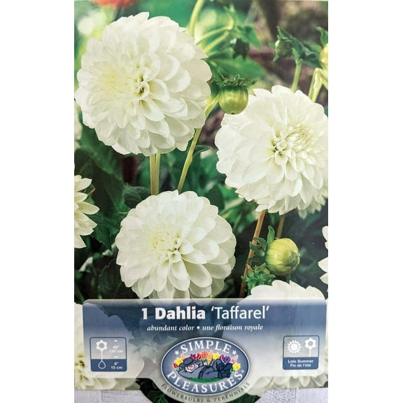 Taffarel Pompon Dahlia - #1 Size Root Clump - Elegant Ivory!
