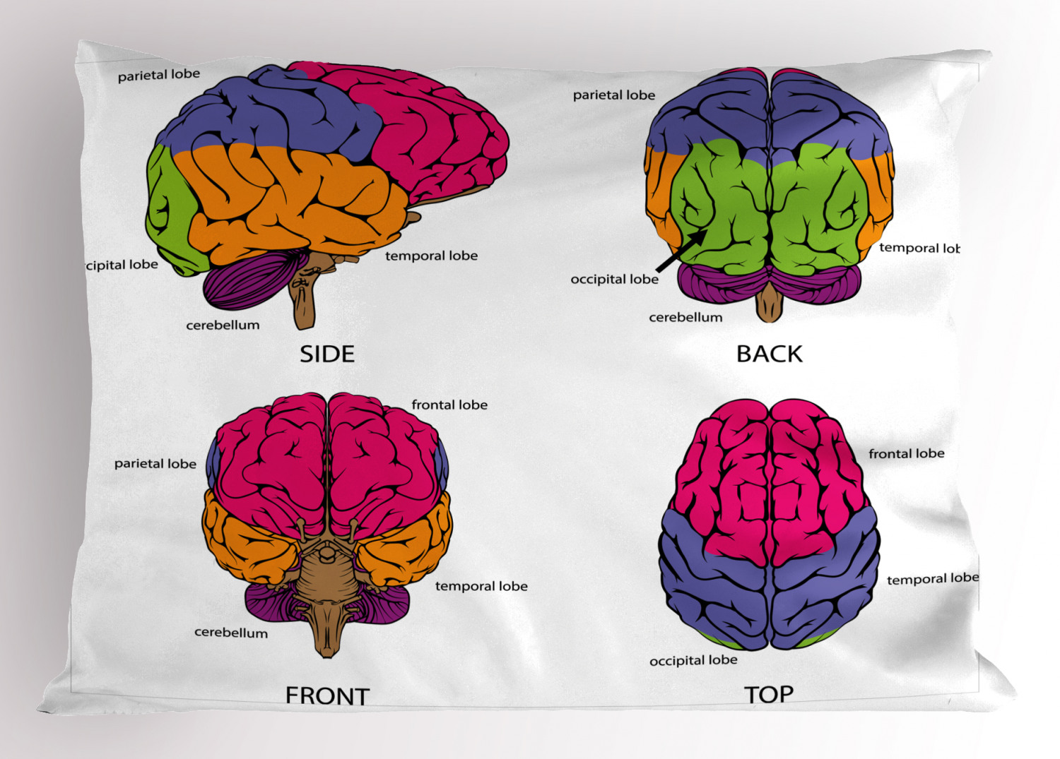 Educational Pillow Sham Human Brain from All Sides with Sections in